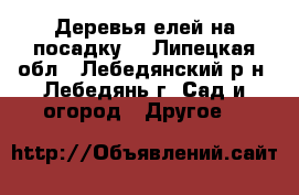 Деревья елей на посадку. - Липецкая обл., Лебедянский р-н, Лебедянь г. Сад и огород » Другое   